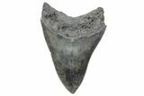 Serrated, Fossil Megalodon Tooth - South Carolina #236288-1